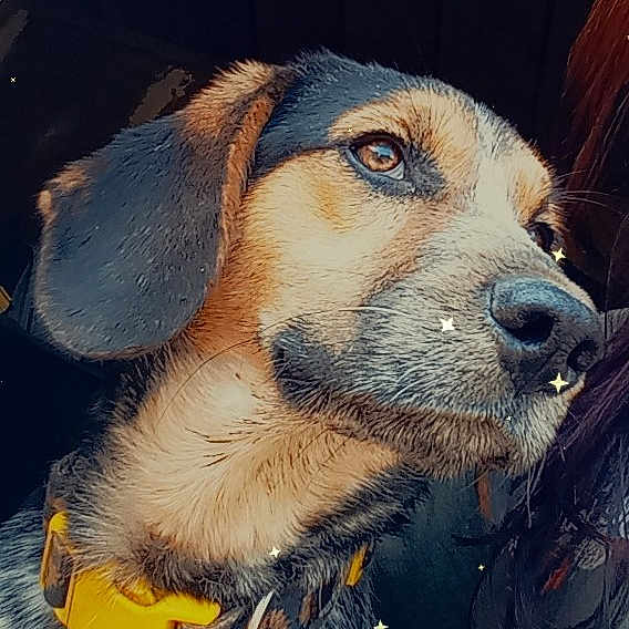 Tinyy joined the competition — help win amazing prizes! dog, animal, pet, collar, portrait, close_up, brown, black, white, fur, ears, face, looking_away, indoor, dark_background, sparkles, yellow_collar, cute, domestic_animal, muzzle