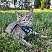 Elliot joined the competition — help win amazing prizes! animal, cat, closeup, daylight, feline, grass, gray_tabby, greenery, harness, leaves, mammal, nature, outdoor, pet, portrait, relaxed, sitting, sky, trees, young_cat