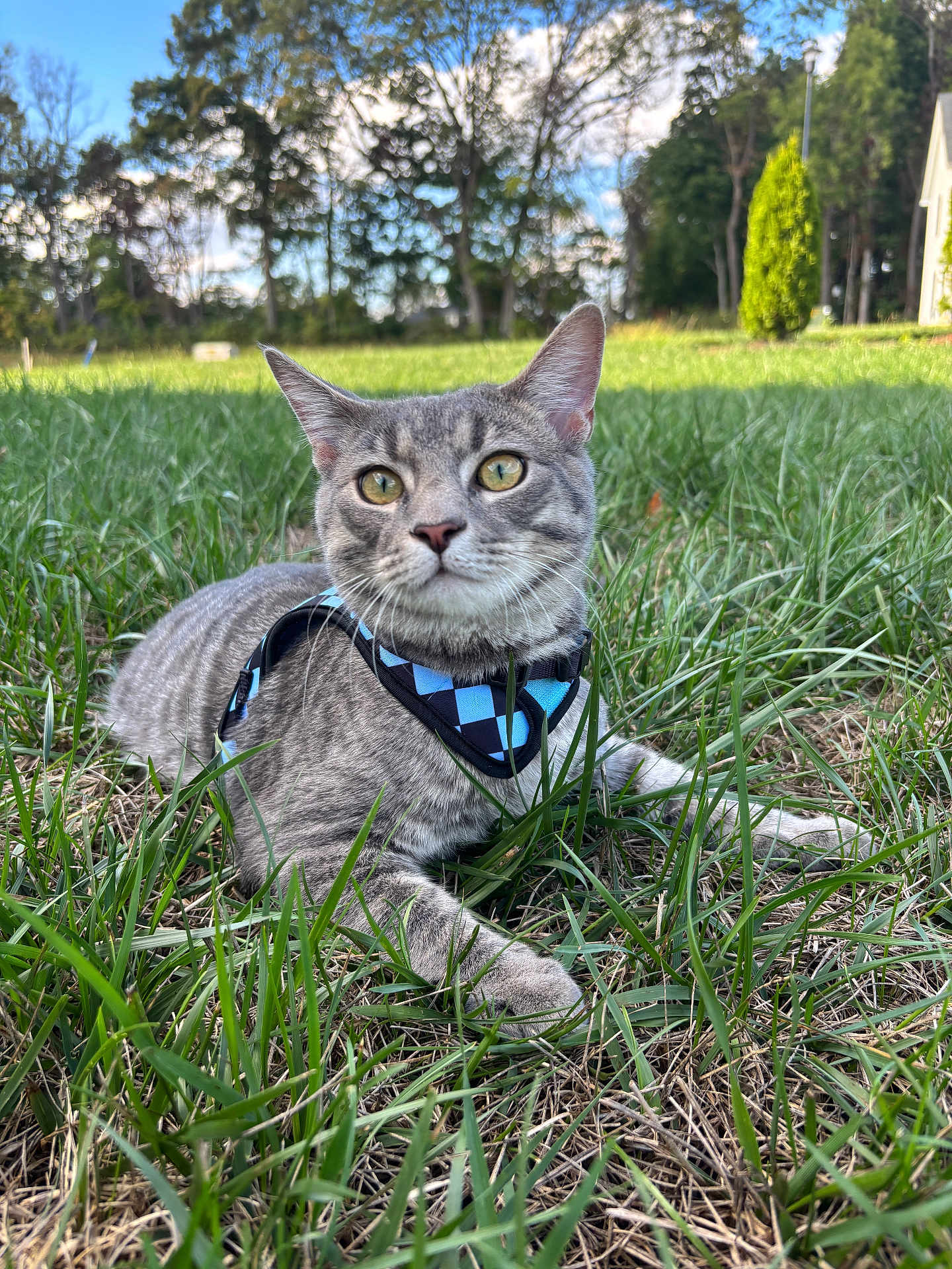Elliot