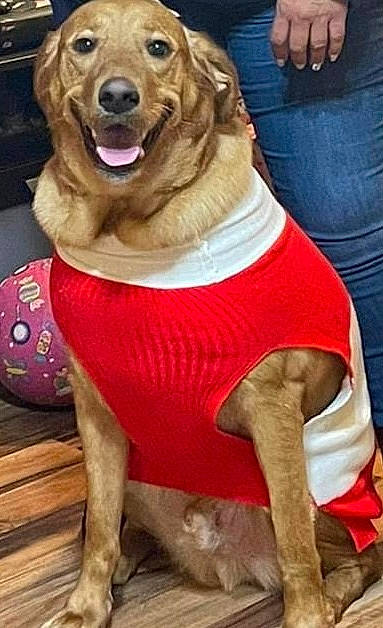 Roco joined the competition — help win amazing prizes! canidae, carnivore, collar, companion_dog, denim, dog, dog_breed, dog_clothes, dog_collar, dog_supply, fawn, fur, leash, pet_supply, smile, snout, sporting_group, tail, thigh, working_animal