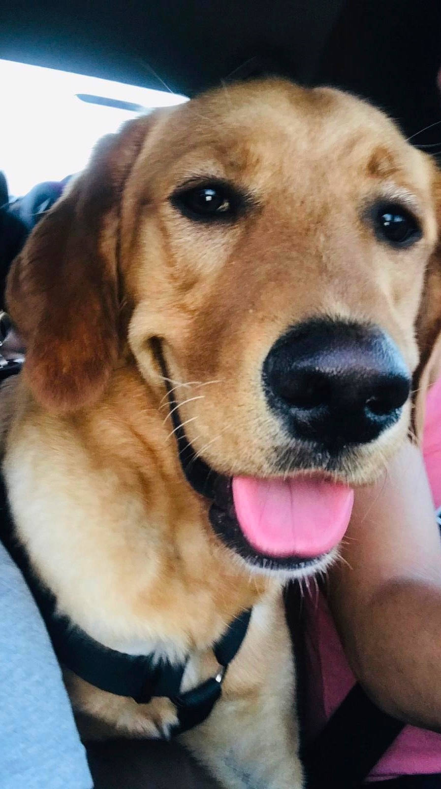 Roco joined the competition — help win amazing prizes! beagle, canidae, carnivore, collar, companion_dog, dog, dog_breed, dog_collar, fawn, fur, guard_dog, leash, paw, retriever, selfie, snout, sporting_group, whiskers, working_animal, working_dog