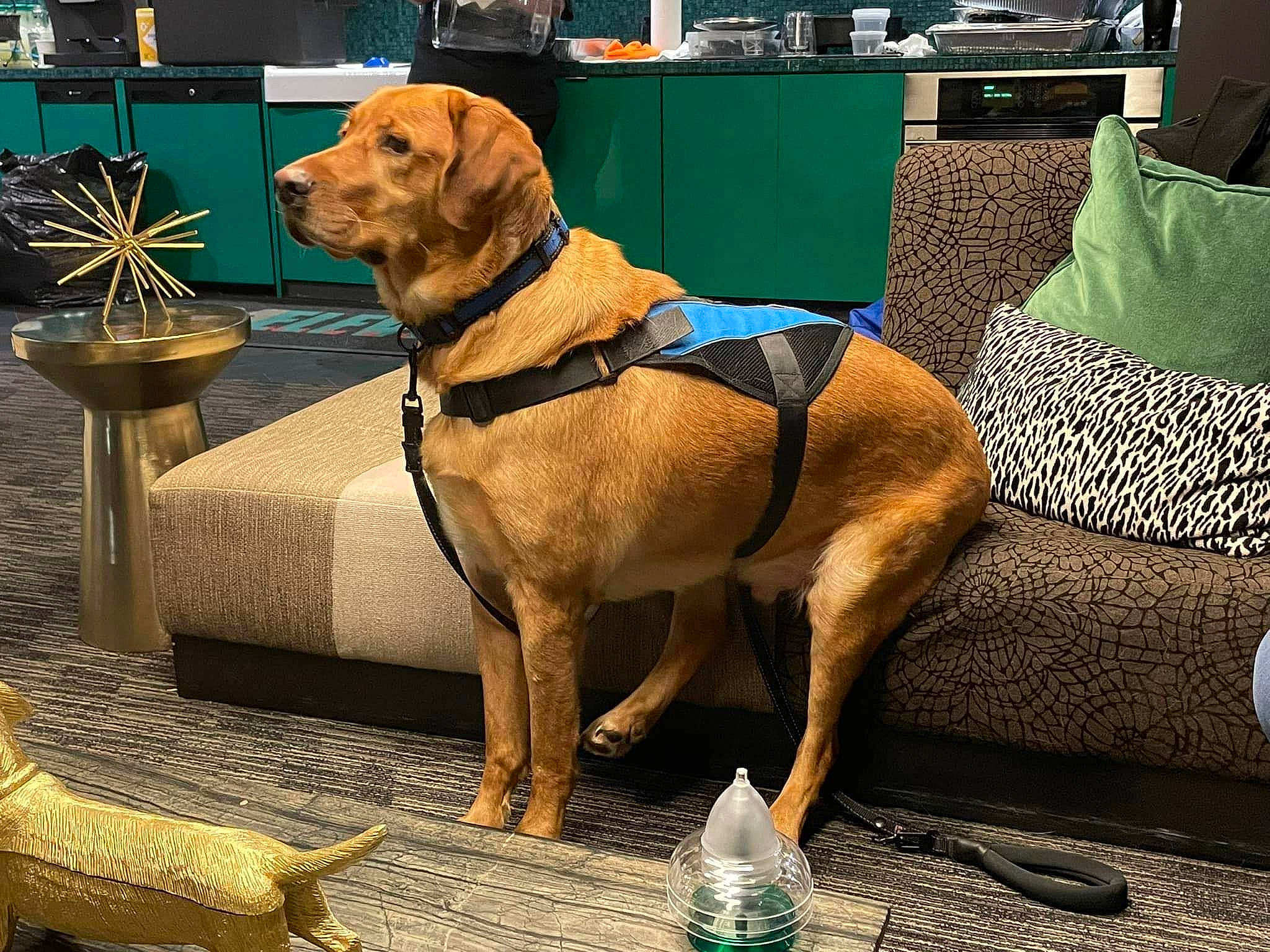 Roco is registered to the contest to win money with this photo: bottle, carnivore, chair, collar, comfort, companion_dog, dog, dog_collar, dog_supply, fashion_accessory, fawn, gun_dog, leash, liver, outdoor_furniture, pet_supply, snout, terrestrial_animal, working_animal, yellow