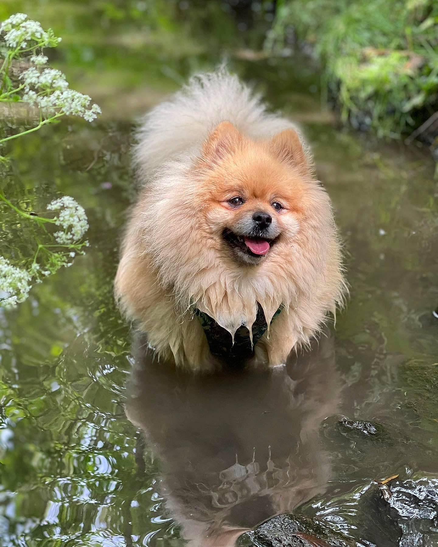 Fang joined the competition — help win amazing prizes! canidae, carnivore, companion_dog, dog, dog_breed, fawn, german_spitz, german_spitz_klein, german_spitz_mittel, lake, liver, plant, shout, snout, spitz, sporting_group, tree, water, whiskers, working_animal