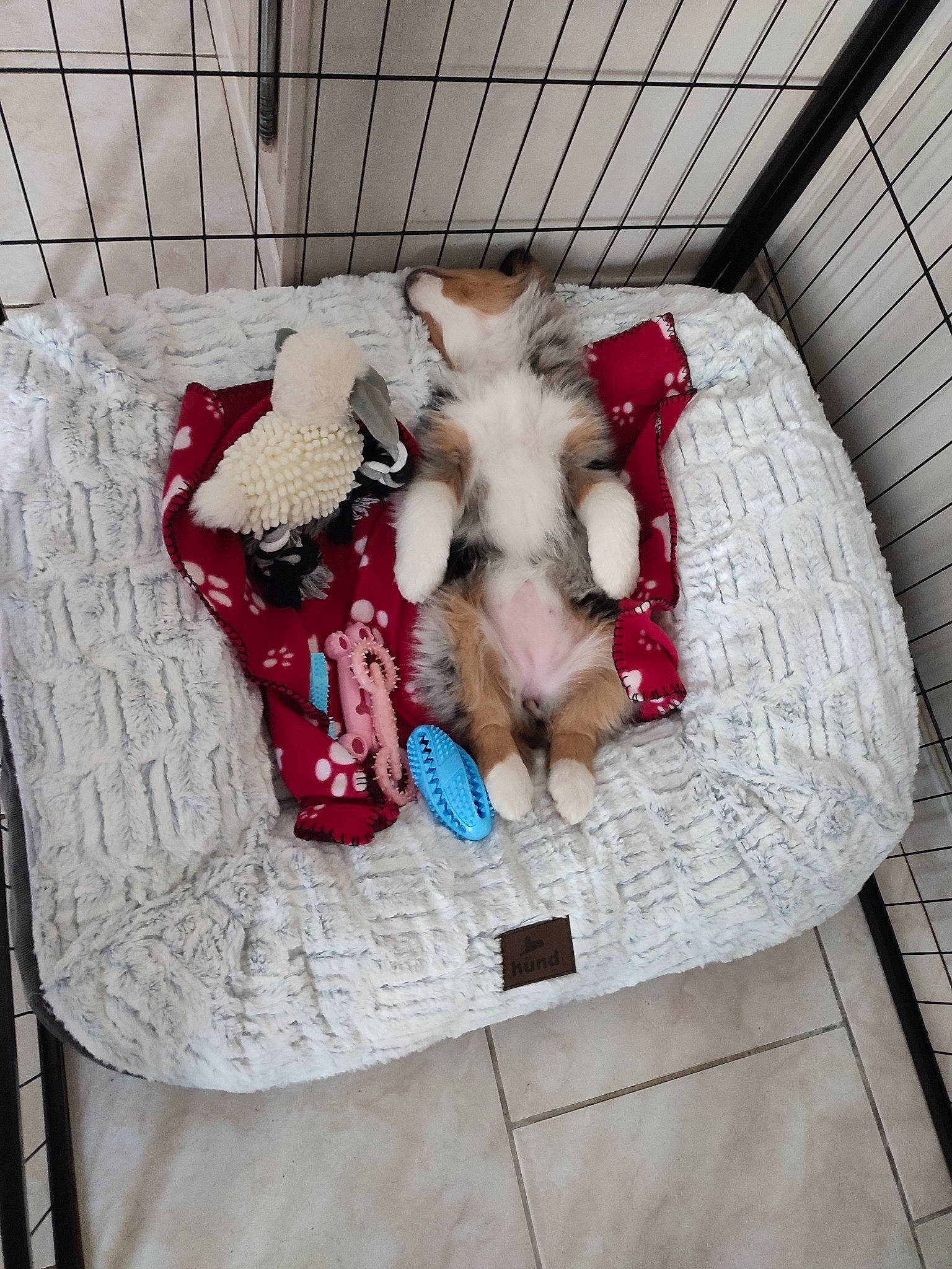 Taika participe au concours pour gagner de l'argent avec cette photo : carnivore, comfort, companion_dog, couch, dog_supply, event, fashion_accessory, fawn, felidae, fur, magenta, pattern, rectangle, room, stuffed_toy, textile, toy, wicker, wood, wool