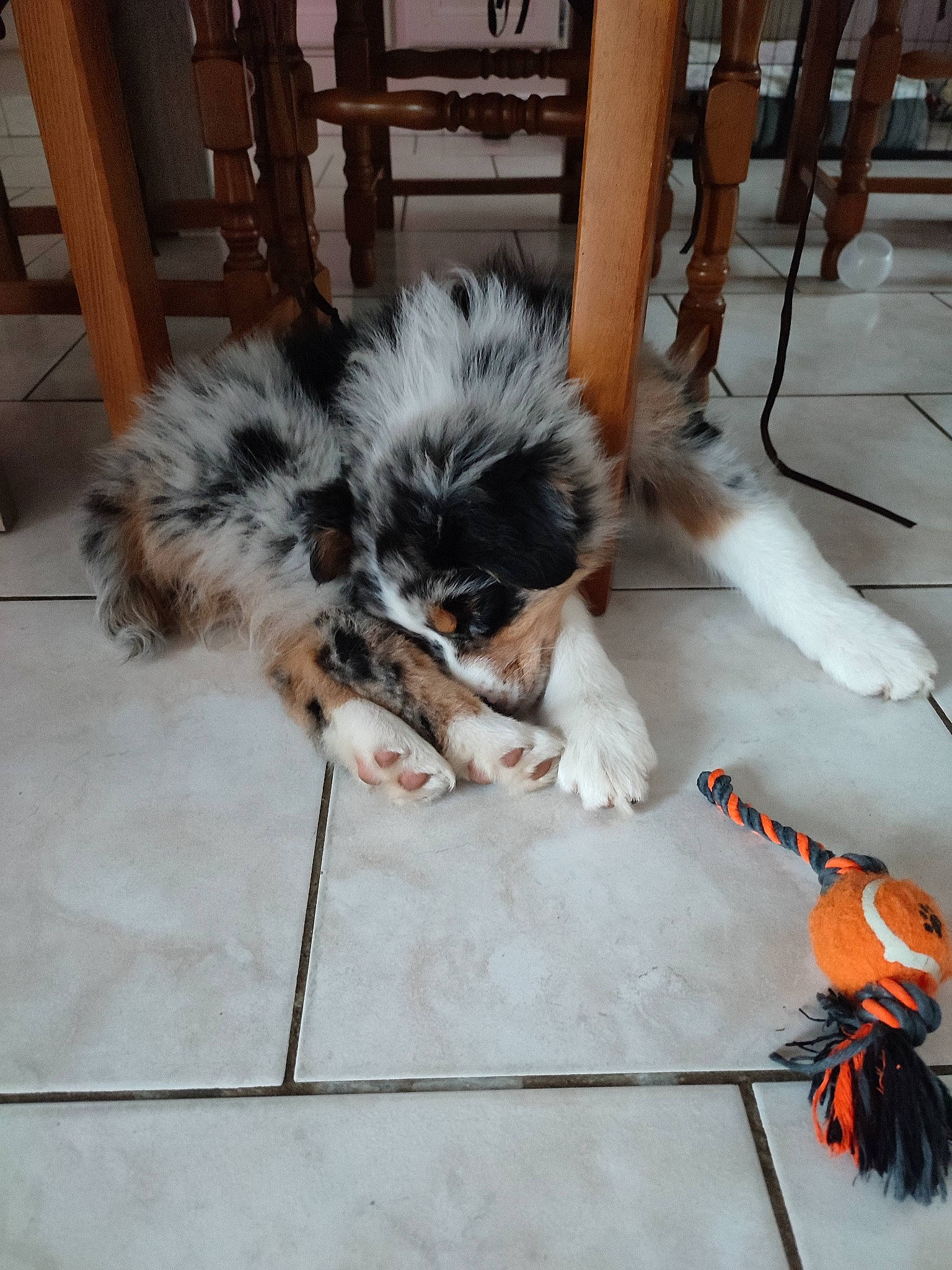 Taika participe au concours pour gagner de l'argent avec cette photo : carnivore, claw, comfort, companion_dog, dog, dog_breed, fawn, felidae, floor, flooring, fur, hardwood, paw, small_to_medium_sized_cats, sporting_group, tail, toy_dog, whiskers, wood, working_animal