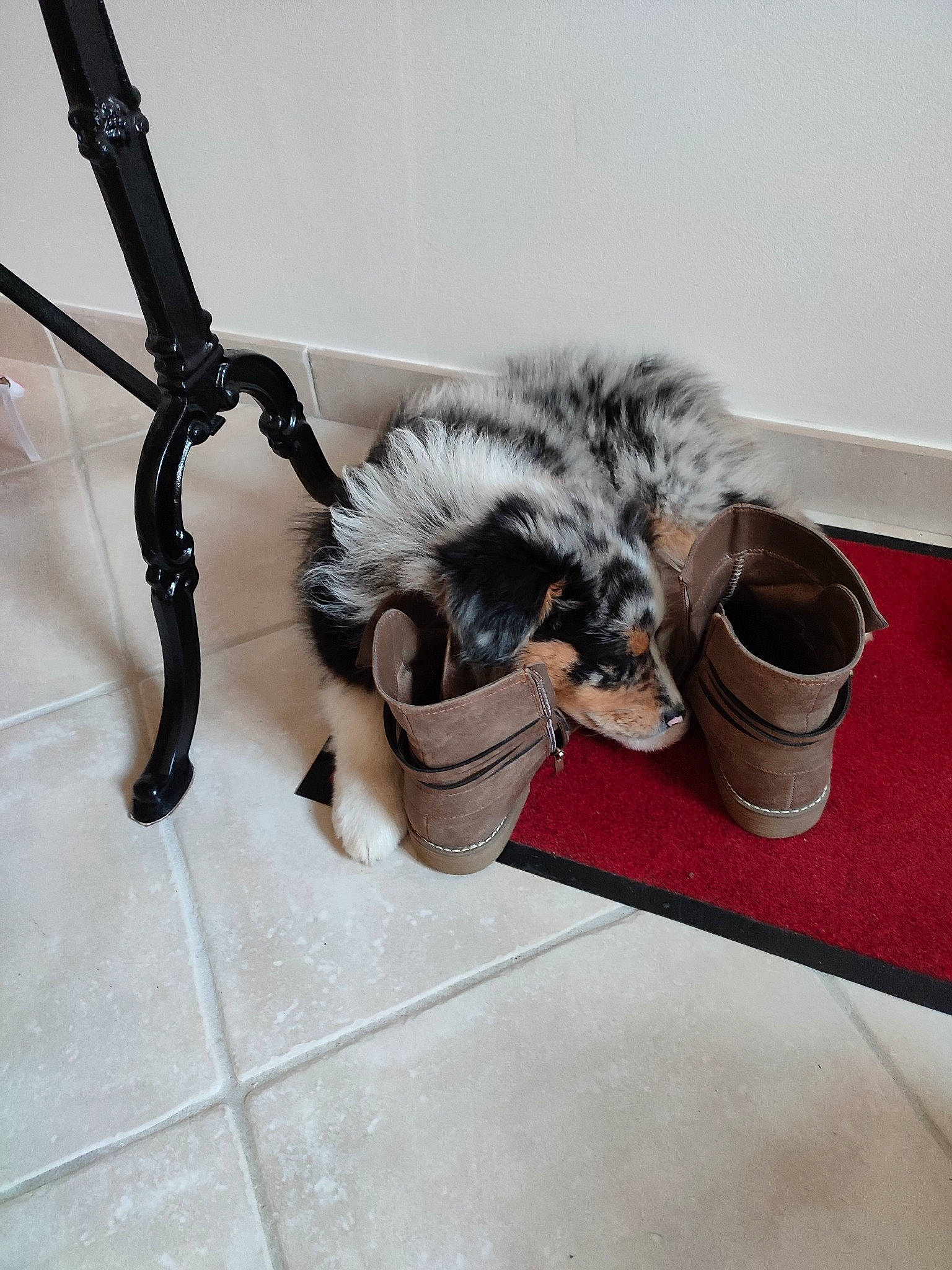 Taika participe au concours pour gagner de l'argent avec cette photo : canidae, carnivore, cat, claw, comfort, companion_dog, dog_breed, domestic_short_haired_cat, felidae, flooring, foot, fur, hardwood, metal, paw, small_to_medium_sized_cats, sporting_group, tail, whiskers, wood