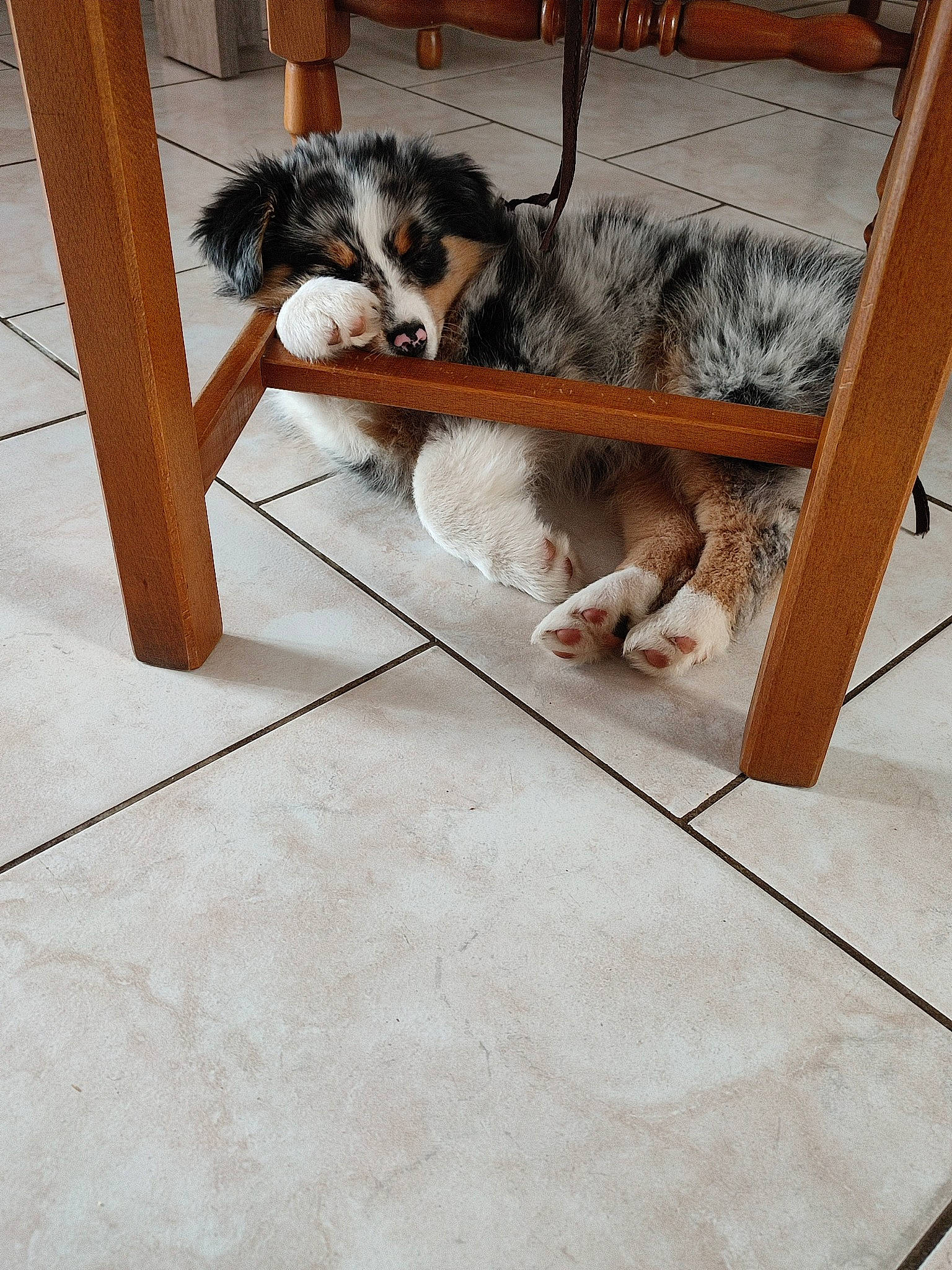 Taika a rejoint le concours — aidez-le/la à gagner de superbes lots ! carnivore, comfort, companion_dog, dog, dog_breed, door, floor, flooring, foot, fur, hardwood, mammal, sporting_group, tail, tile, vertebrate, wood, wood_flooring, working_animal, working_dog