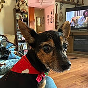 Shiloh is registered to the contest to win money with this photo: animal_photography, bandana, black_and_tan, close_up, cozy, dog, furniture, holiday, indoors, living_room, pet, pointy_ears, portrait, puppy, red_clothing, shelves, television, trophies, wide_eyes, wood_floor