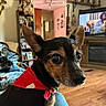 animal_photography, bandana, black_and_tan, close_up, cozy, dog, furniture, holiday, indoors, living_room, pet, pointy_ears, portrait, puppy, red_clothing, shelves, television, trophies, wide_eyes, wood_floor