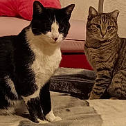 Sylvester joined the competition — help win amazing prizes! cat, two_cats, black_and_white_cat, tabby_cat, pet, animal, feline, indoor, blanket, couch, pillow, fur, whiskers, ears, eyes, sitting, looking, cozy, domestic, companion