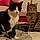 Sylvester
