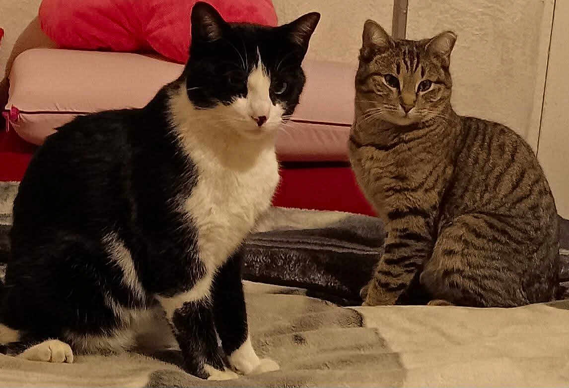 Sylvester