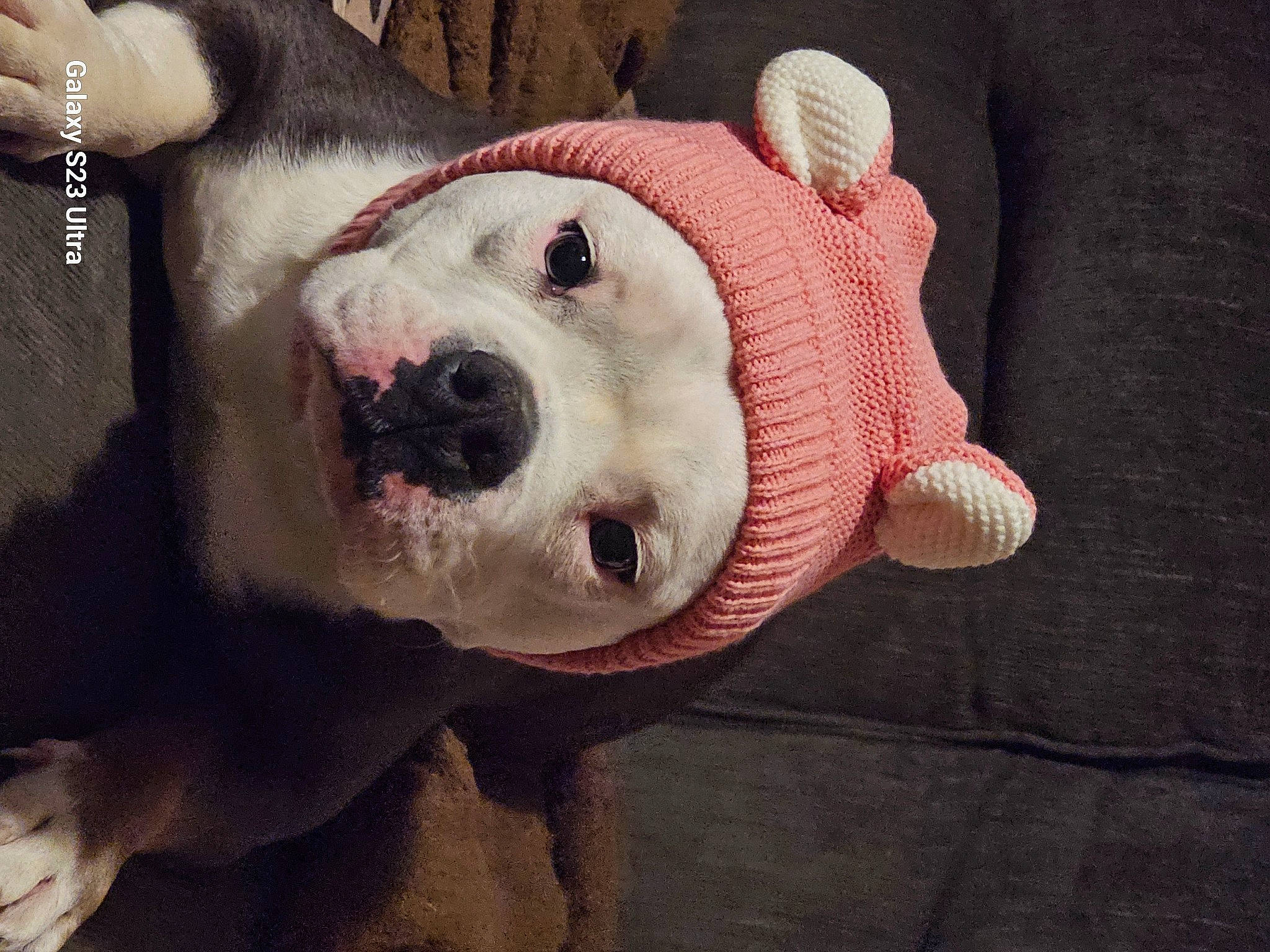 Yoda joined the competition — help win amazing prizes! canidae, carnivore, companion_dog, dog, dog_breed, domestic_pig, fang, fawn, fur, non_sporting_group, plush, snout, sporting_group, stuffed_toy, suidae, terrestrial_animal, toy, whiskers, working_animal, wrinkle