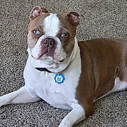 Capone joined the competition — help win amazing prizes! dog, brown, white, pet, collar, tag, carpet, indoor, animal, canine, laying_down, fur, ears, paw, closeup, domestic, cute, relaxed, portrait, companion