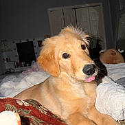 Winnie joined the competition — help win amazing prizes! dog, puppy, golden, golden_retriever, pet, animal, portrait, close_up, floppy_ears, pink_tongue, lying_down, bed, blanket, bedroom, cozy, indoor, cute, playful, brown_fur, black_nose