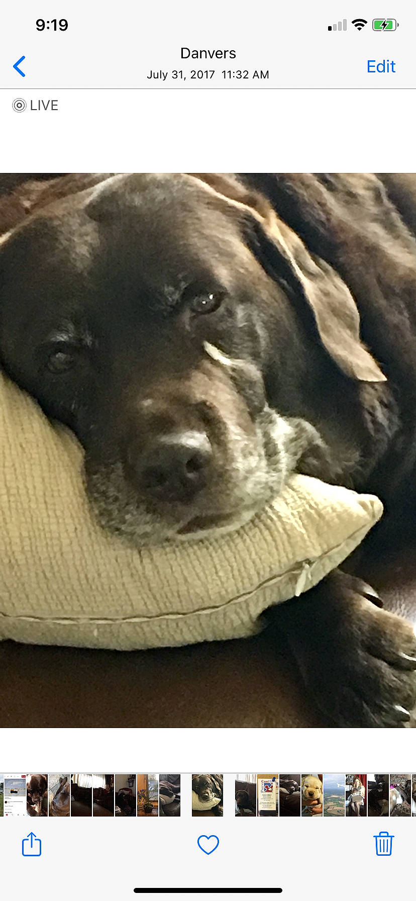 Punch joined the competition — help win amazing prizes! canidae, carnivore, companion_dog, dog, dog_breed, fur, liver, metal, monochrome_photography, rectangle, selfie, snout, sporting_group, square, stock_photography, terrestrial_animal, whiskers, wood, working_animal, wrinkle