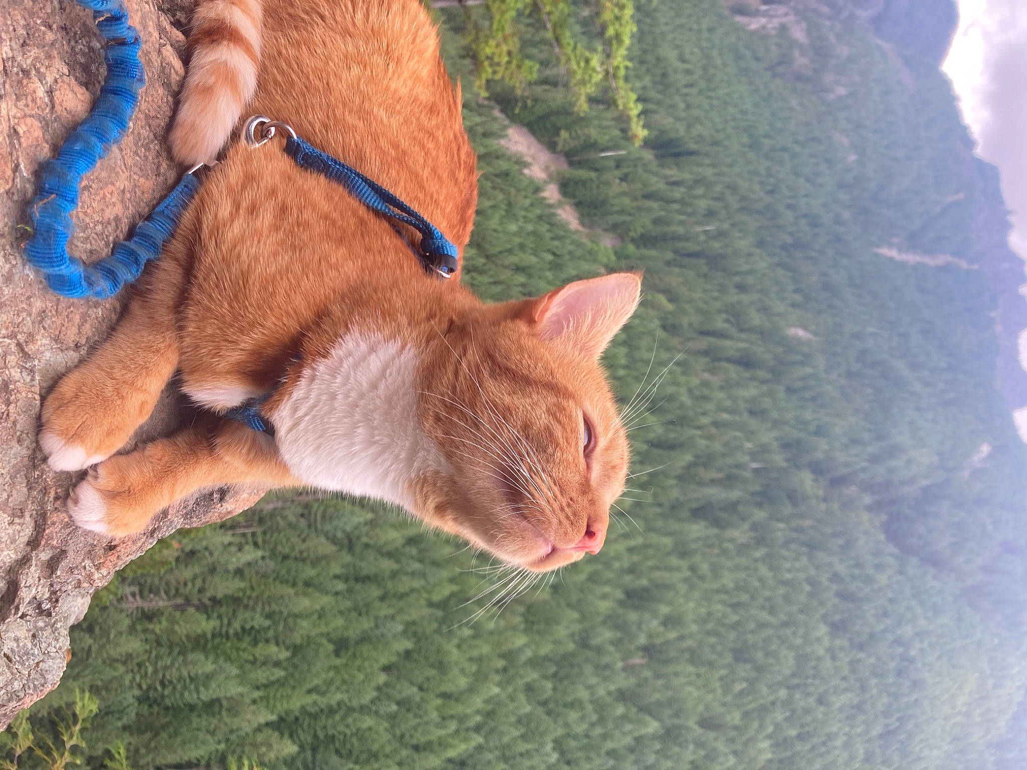 Sodo joined the competition — help win amazing prizes! carnivore, cat, collar, dog_breed, fawn, felidae, fur, grass, hair, human_leg, plant, small_to_medium_sized_cats, snout, tail, terrestrial_animal, tree, trunk, whiskers, wood, working_animal