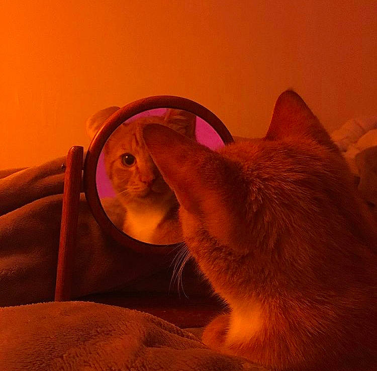 Sodo joined the competition — help win amazing prizes! bed, carnivore, cat, comfort, companion_dog, couch, dog_breed, fawn, felidae, fur, heat, linens, orange, paw, small_to_medium_sized_cats, snout, tail, tints_and_shades, whiskers, wood