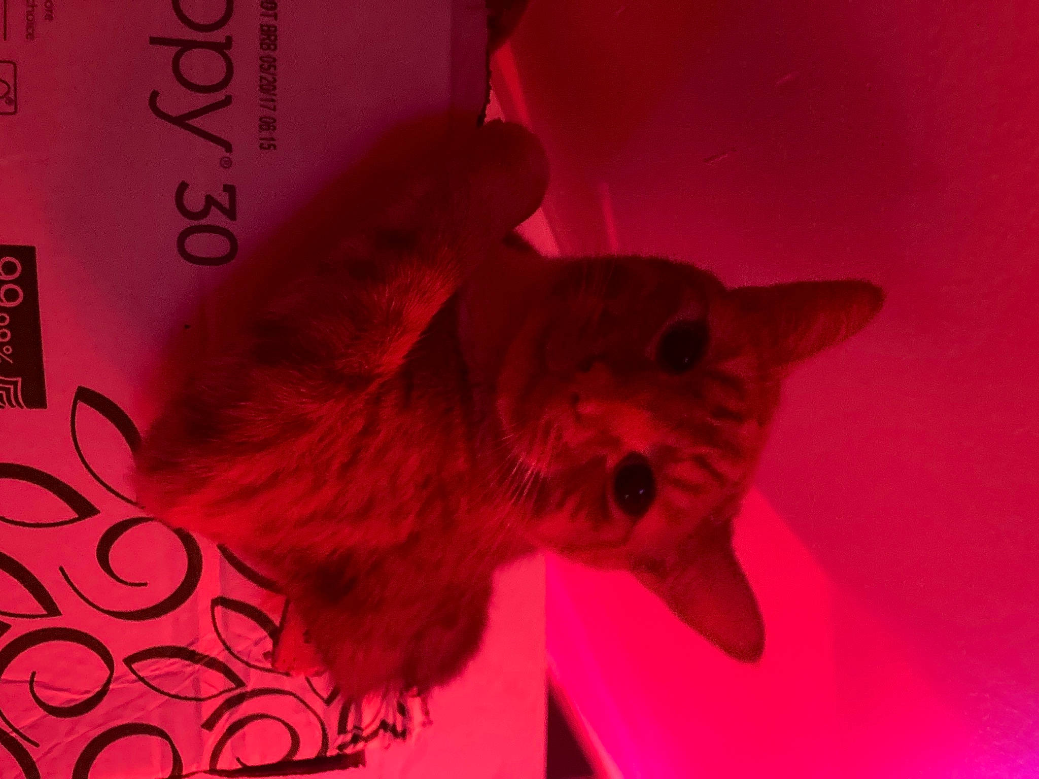 Sodo is registered to the contest to win money with this photo: art, carmine, cat, feather, felidae, font, fur, magenta, paper, pattern, petal, pink, plant, small_to_medium_sized_cats, snout, tail, toy, visual_arts, whiskers, wing