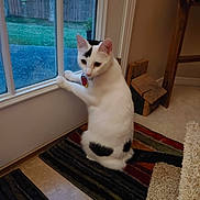 Layla joined the competition — help win amazing prizes! cat, white_cat, black_spots, indoor, window, door, rug, carpet, tile_floor, pet, curious, looking_outside, collar, animal, feline, household, home_interior, wooden_furniture, plant, daylight