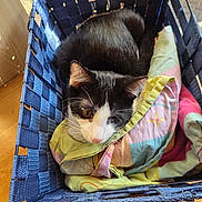 Pollux participe au concours pour gagner de l'argent avec cette photo : cat, black_and_white, pet, animal, feline, cozy, blanket, colorful, patchwork, chair, woven, indoors, wood_floor, sitting, resting, close_up, whiskers, green_eyes, relaxed, portrait