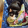 cat, black_and_white, pet, animal, feline, cozy, blanket, colorful, patchwork, chair, woven, indoors, wood_floor, sitting, resting, close_up, whiskers, green_eyes, relaxed, portrait