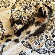 Onyx is registered to the contest to win money with this photo: kitten, cat, tuxedo_cat, pet, animal, blanket, patterned_blanket, bed, lying_down, stretching, paw, fur, black_and_white, domestic_animal, cozy, indoor, portrait, whiskers, cute, ears