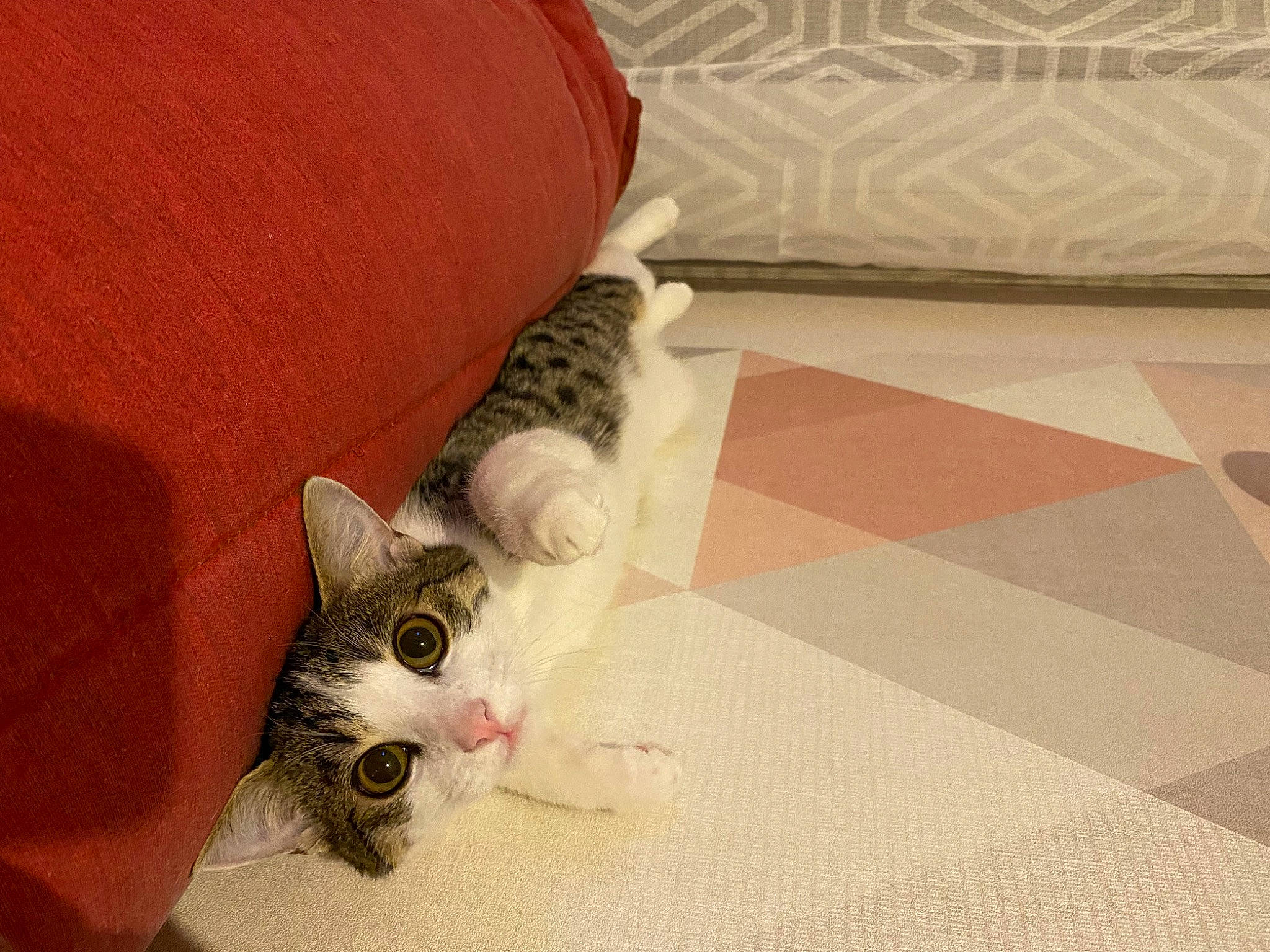 Pipi participe au concours pour gagner de l'argent avec cette photo : carnivore, cat, claw, comfort, couch, domestic_short_haired_cat, felidae, floor, flooring, foot, fur, hardwood, human_leg, paw, room, small_to_medium_sized_cats, tail, whiskers, wood, wood_flooring