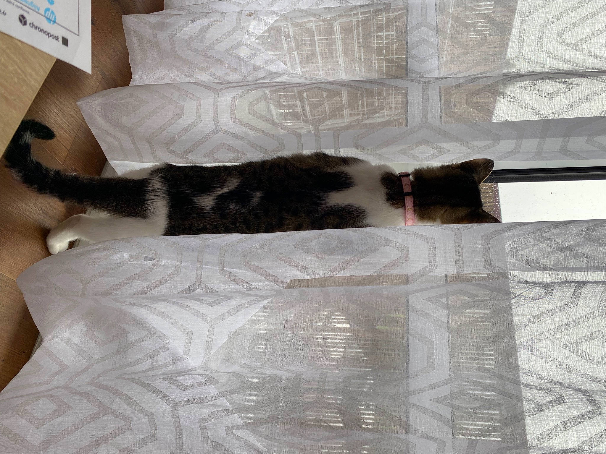 Pipi participe au concours pour gagner de l'argent avec cette photo : bed, bedding, black_cat, carnivore, cat, comfort, couch, domestic_short_haired_cat, felidae, flooring, fur, grey, hardwood, house, linens, small_to_medium_sized_cats, tail, textile, whiskers, wood