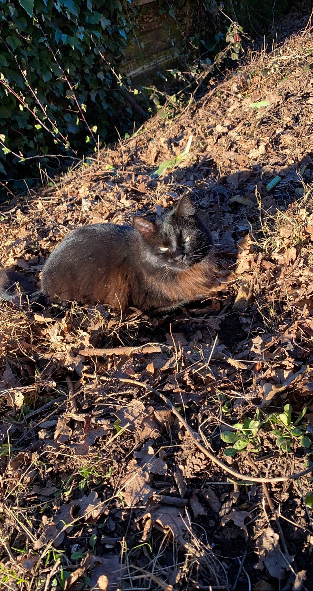 Simba a rejoint le concours — aidez-le/la à gagner de superbes lots ! adaptation, canidae, carnivore, cat, fawn, felidae, fur, grass, marsupial, mustelidae, rodent, small_to_medium_sized_cats, snout, soil, tail, terrestrial_animal, twig, whiskers, wildlife, wood