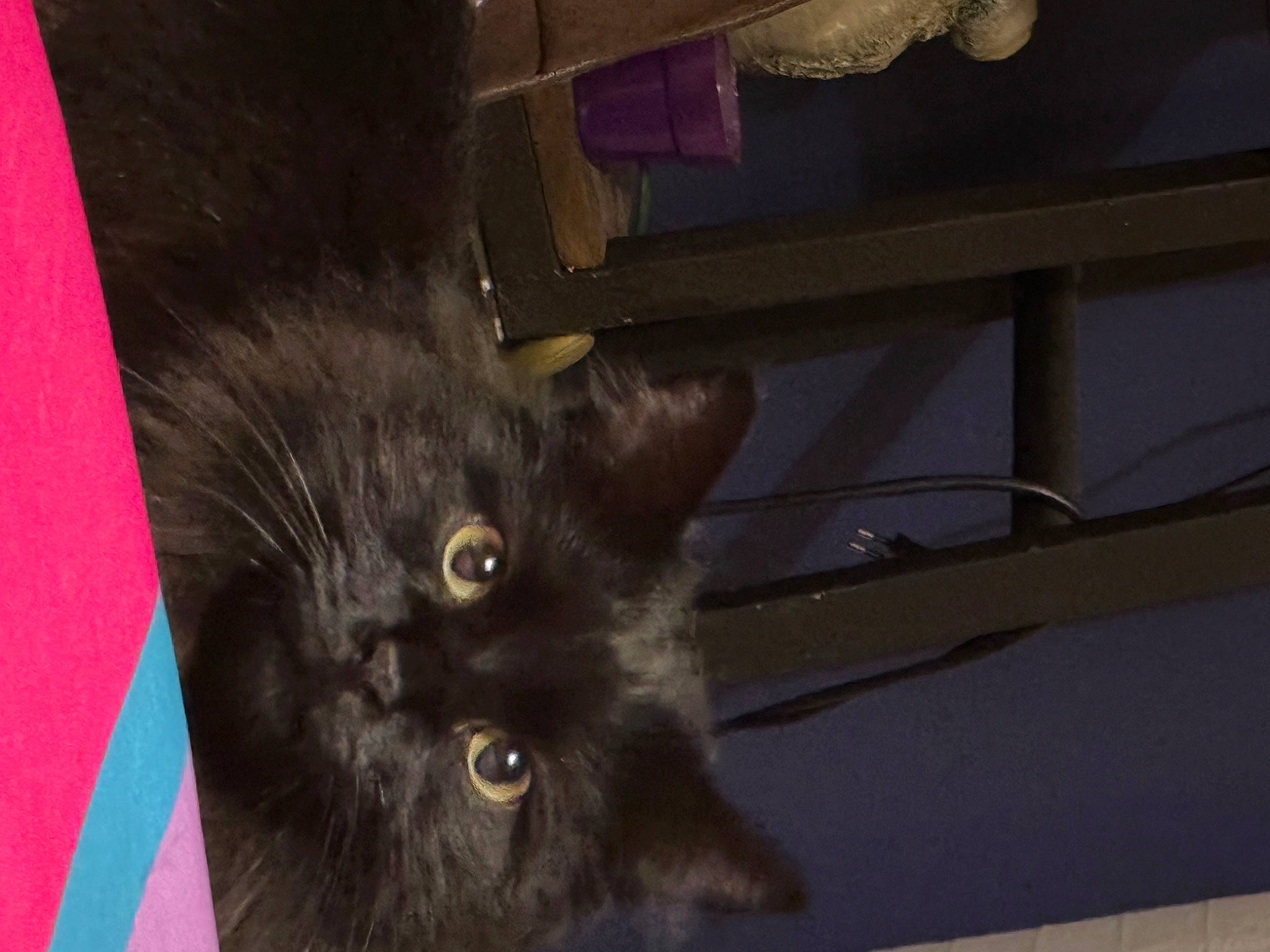 Simba participe au concours pour gagner de l'argent avec cette photo : black_cat, bombay, carnivore, cat, claw, domestic_short_haired_cat, felidae, flooring, fur, small_to_medium_sized_cats, snout, tail, whiskers