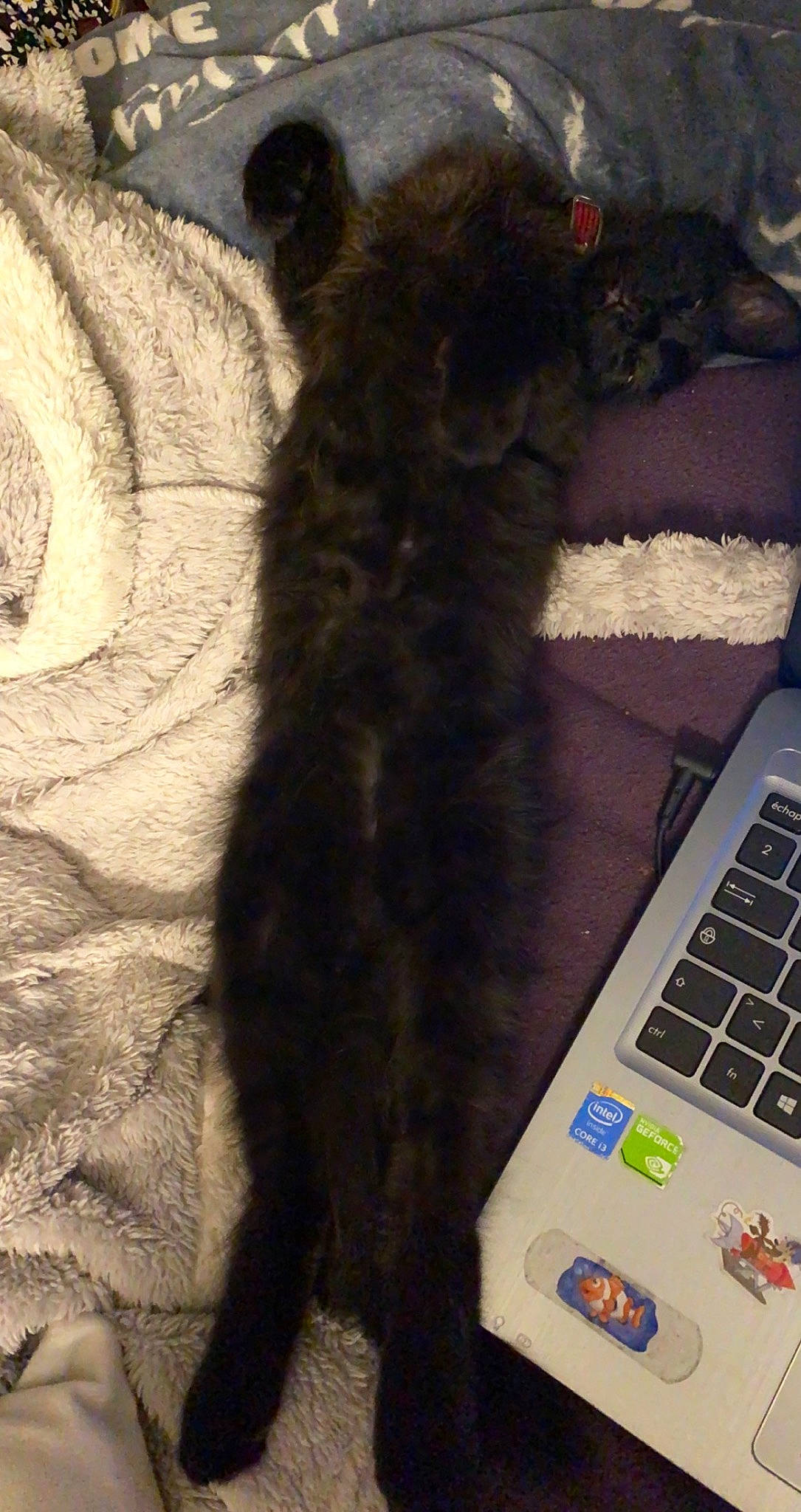 Simba participe au concours pour gagner de l'argent avec cette photo : carnivore, cat, computer, computer_hardware, computer_keyboard, felidae, input_device, laptop, netbook, office_equipment, office_supplies, output_device, peripheral, personal_computer, small_to_medium_sized_cats, snout, space_bar, tail, touchpad, whiskers