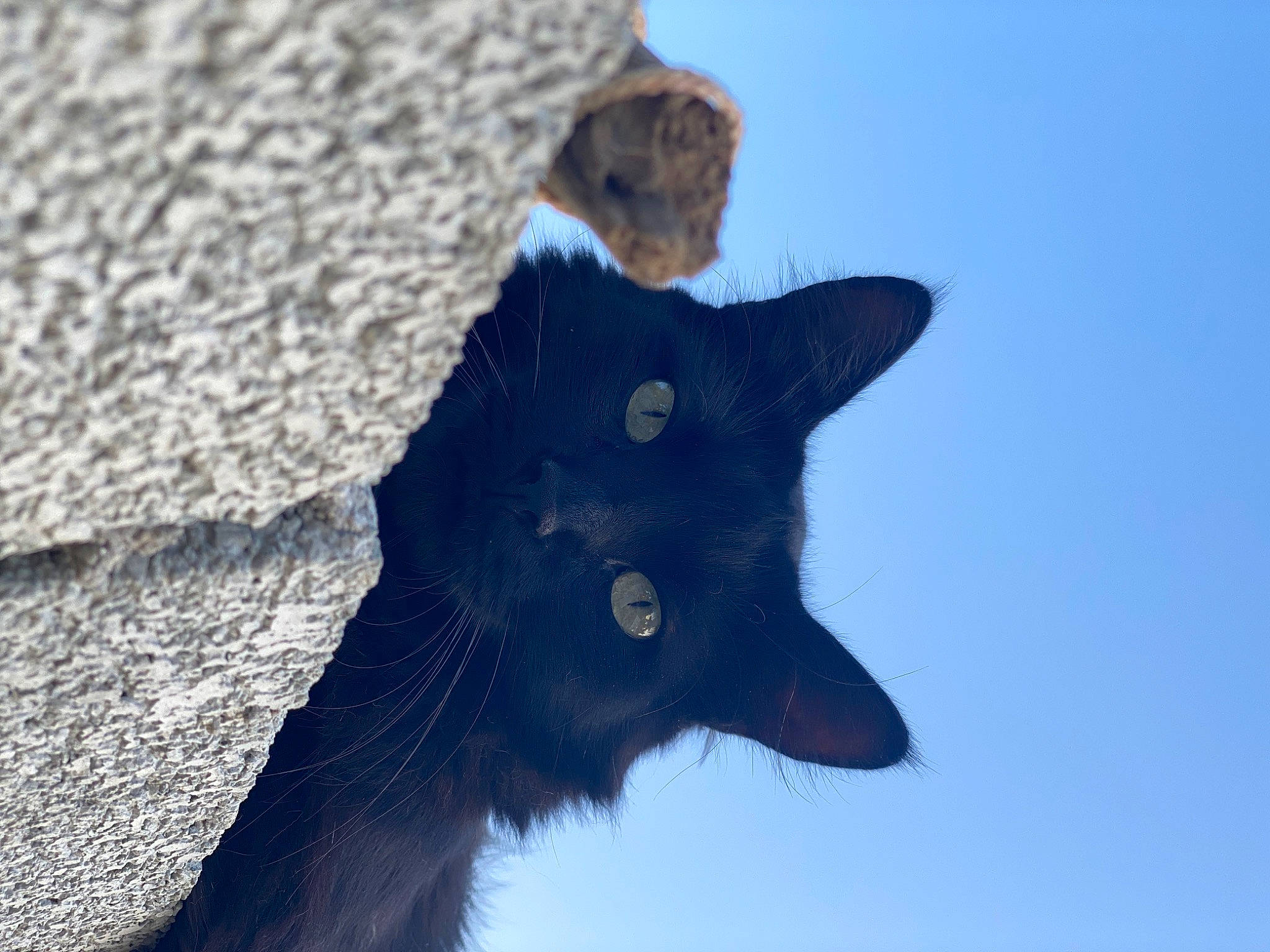 Simba a rejoint le concours — aidez-le/la à gagner de superbes lots ! black_cat, bombay, carnivore, cat, domestic_short_haired_cat, electric_blue, eye, felidae, fur, plant, sand, sky, small_to_medium_sized_cats, snout, tail, terrestrial_animal, tree, whiskers, wildlife, winter
