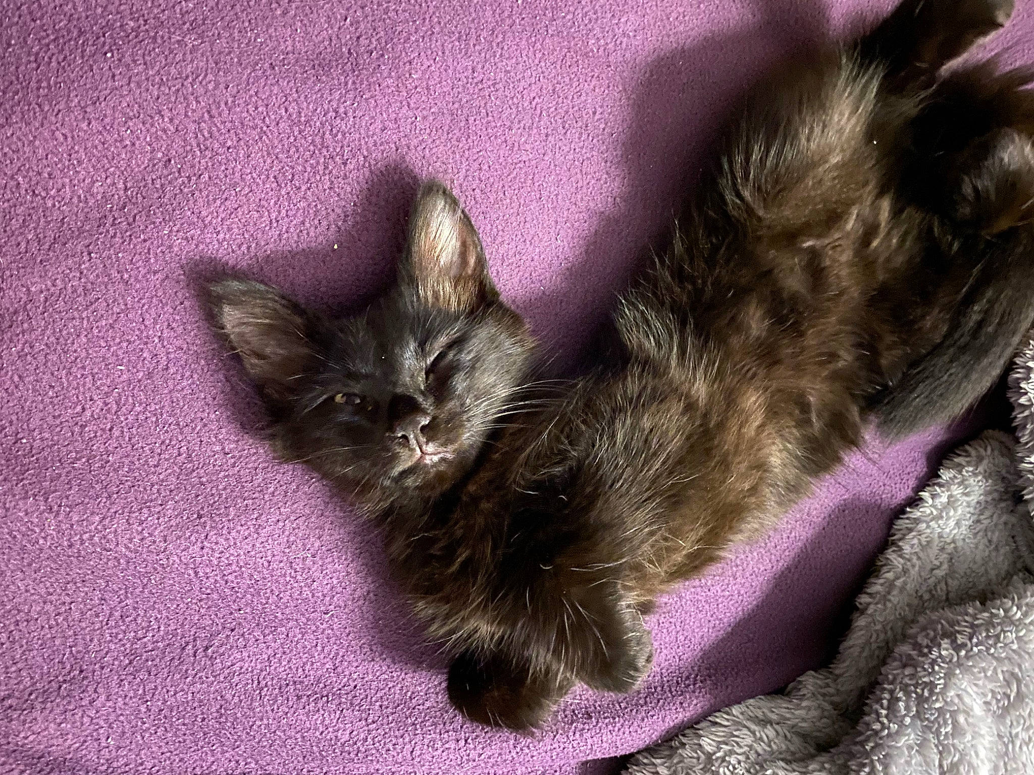 Simba participe au concours pour gagner de l'argent avec cette photo : carnivore, cat, claw, dog_breed, domestic_short_haired_cat, felidae, fur, paw, purple, small_to_medium_sized_cats, tail, whiskers