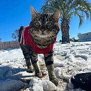 Montes is registered to the contest to win money with this photo: cat, tabby_cat, red_sweater, snow, outdoor, daylight, blue_sky, palm_tree, animal, pet, curious, walking, winter, nature, grass, shoe, fence, close_up, sunny, background