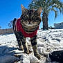 cat, tabby_cat, red_sweater, snow, outdoor, daylight, blue_sky, palm_tree, animal, pet, curious, walking, winter, nature, grass, shoe, fence, close_up, sunny, background