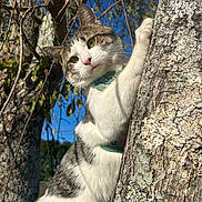 Otis is registered to the contest to win money with this photo: cat, tree, outdoor, animal, nature, green_eyes, fur, whiskers, sunlight, blue_sky, bark, climbing, close_up, pet, mammal, daylight, leaf, branch, curious, collar