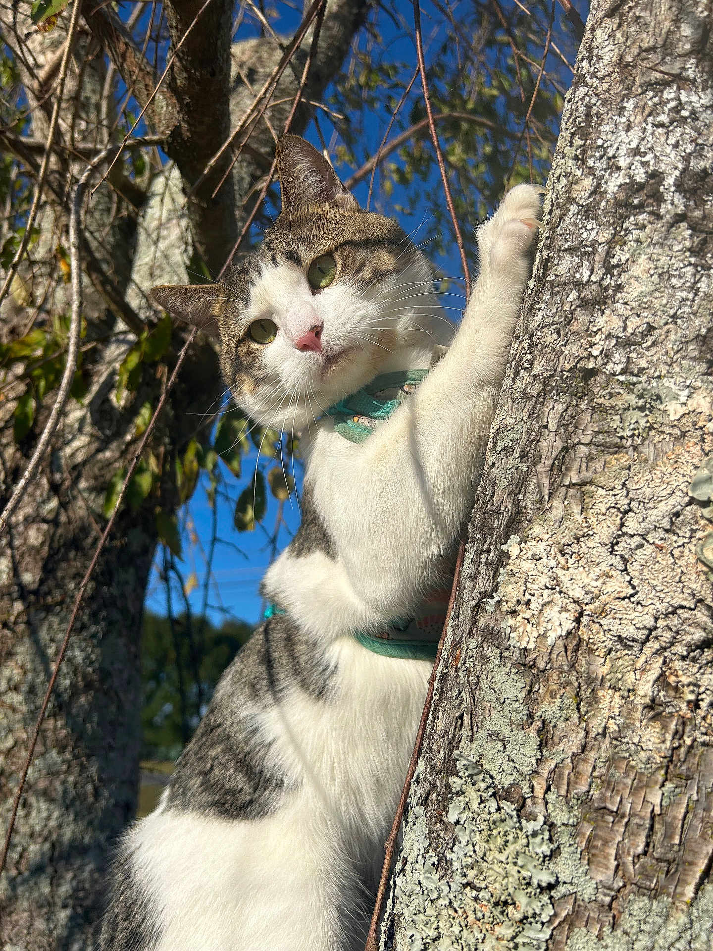 Otis
