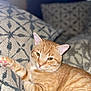 Lee is registered to the contest to win money with this photo: cat, orange_tabby, pet, animal, feline, indoor, cushion, pattern, relaxed, fur, whiskers, ears, paw, closeup, domestic_cat, cute, sleepy, resting, soft_light, home