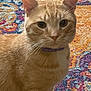 animal, cat, closeup, collar, colorful, curious, cute, domestic_cat, ears, eyes, feline, floor_rug, fur, indoor, orange_tabby, patterned_rug, pet, portrait, sitting, whiskers