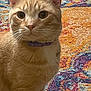 Lee is registered to the contest to win money with this photo: cat, orange_tabby, collar, pet, indoor, curious, close_up, whiskers, ears, fur, animal, domestic_cat, floor, rug, patterned_rug, colorful, portrait, feline, eyes, sitting