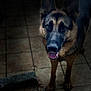 Tayguer a rejoint le concours — aidez-le/la à gagner de superbes lots ! dog, german_shepherd, pet, animal, canine, portrait, close_up, indoor, floor, tile, brown, black, ears, face, eyes, mouth, tongue, happy, looking_up, standing