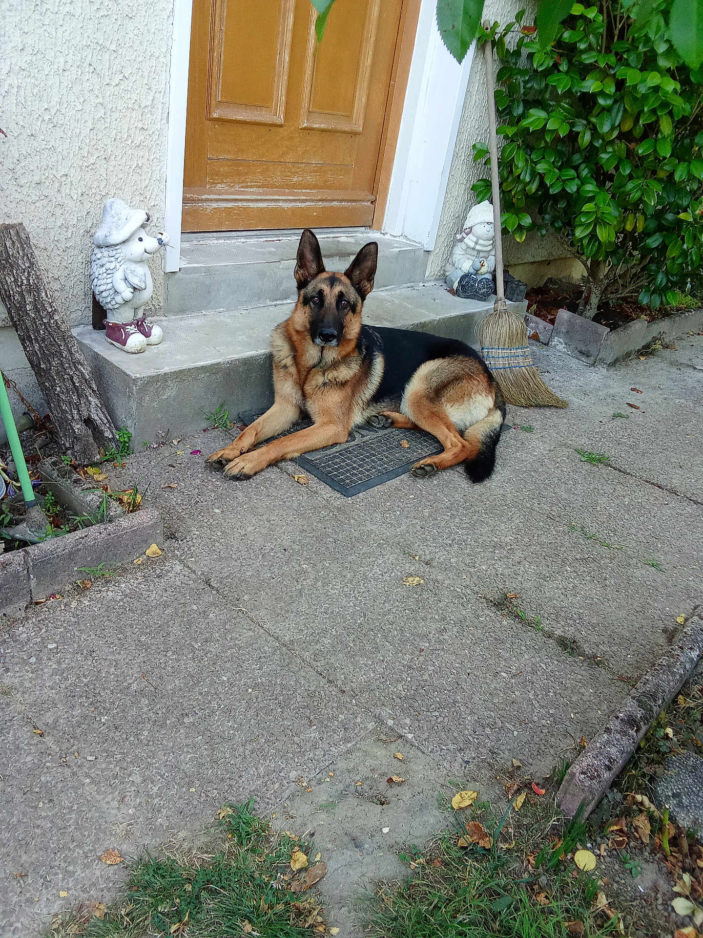Tayguer participe au concours pour gagner de l'argent avec cette photo : german_shepherd, dog, outdoor, doormat, concrete, door, hedge, broom, statue, hedgehog_statue, greenery, sidewalk, grass, plant, porch, resting, pet, animal, house, garden