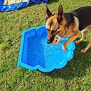 Tayguer a rejoint le concours — aidez-le/la à gagner de superbes lots ! dog, german_shepherd, toy, water, pool, grass, outdoor, sunlight, blue_tarp, play, pet, animal, summer, nature, canine, recreation, greenery, daytime, mammal, fun