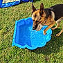 dog, german_shepherd, toy, water, pool, grass, outdoor, sunlight, blue_tarp, play, pet, animal, summer, nature, canine, recreation, greenery, daytime, mammal, fun
