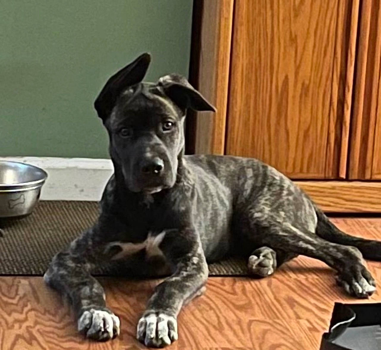 Buddy joined the competition — help win amazing prizes! canidae, carnivore, comfort, companion_dog, dog, dog_breed, eye, fawn, fur, guard_dog, hardwood, kitchen_utensil, mixing_bowl, serveware, snout, sporting_group, terrestrial_animal, whiskers, wood, working_animal