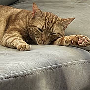 Keke is registered to the contest to win money with this photo: animal, cat, comfort, couch, cozy, cute, domestic_cat, feline, fur, ginger_cat, indoor, nap, paw, pet, relaxed, resting, sleeping, soft, tabby, whiskers