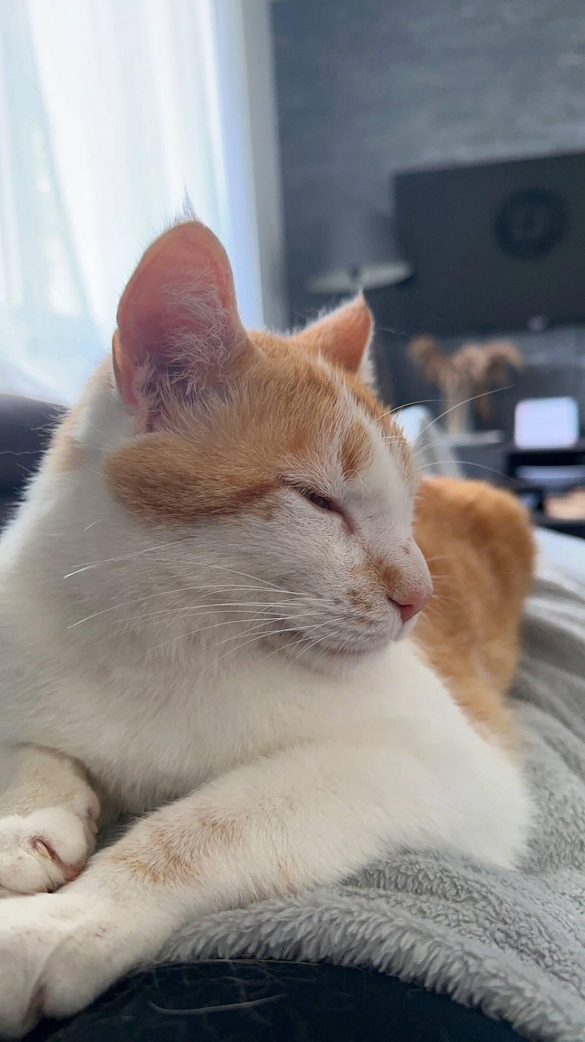 Pika participe au concours pour gagner de l'argent avec cette photo : carnivore, cat, claw, comfort, curtain, domestic_short_haired_cat, eye, fawn, felidae, fur, human_leg, mammal, paw, sitting, small_to_medium_sized_cats, snout, tail, vertebrate, whiskers, window