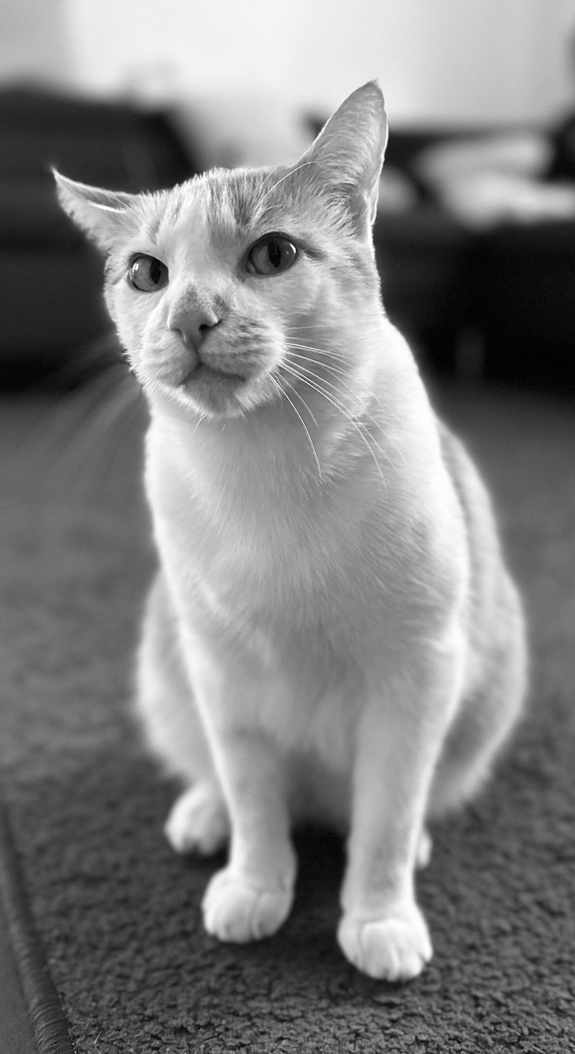 Pika a rejoint le concours — aidez-le/la à gagner de superbes lots ! black_and_white, carnivore, cat, claw, domestic_short_haired_cat, felidae, fur, grey, monochrome, monochrome_photography, paw, sitting, small_to_medium_sized_cats, snout, style, tail, terrestrial_animal, whiskers, wildlife, window