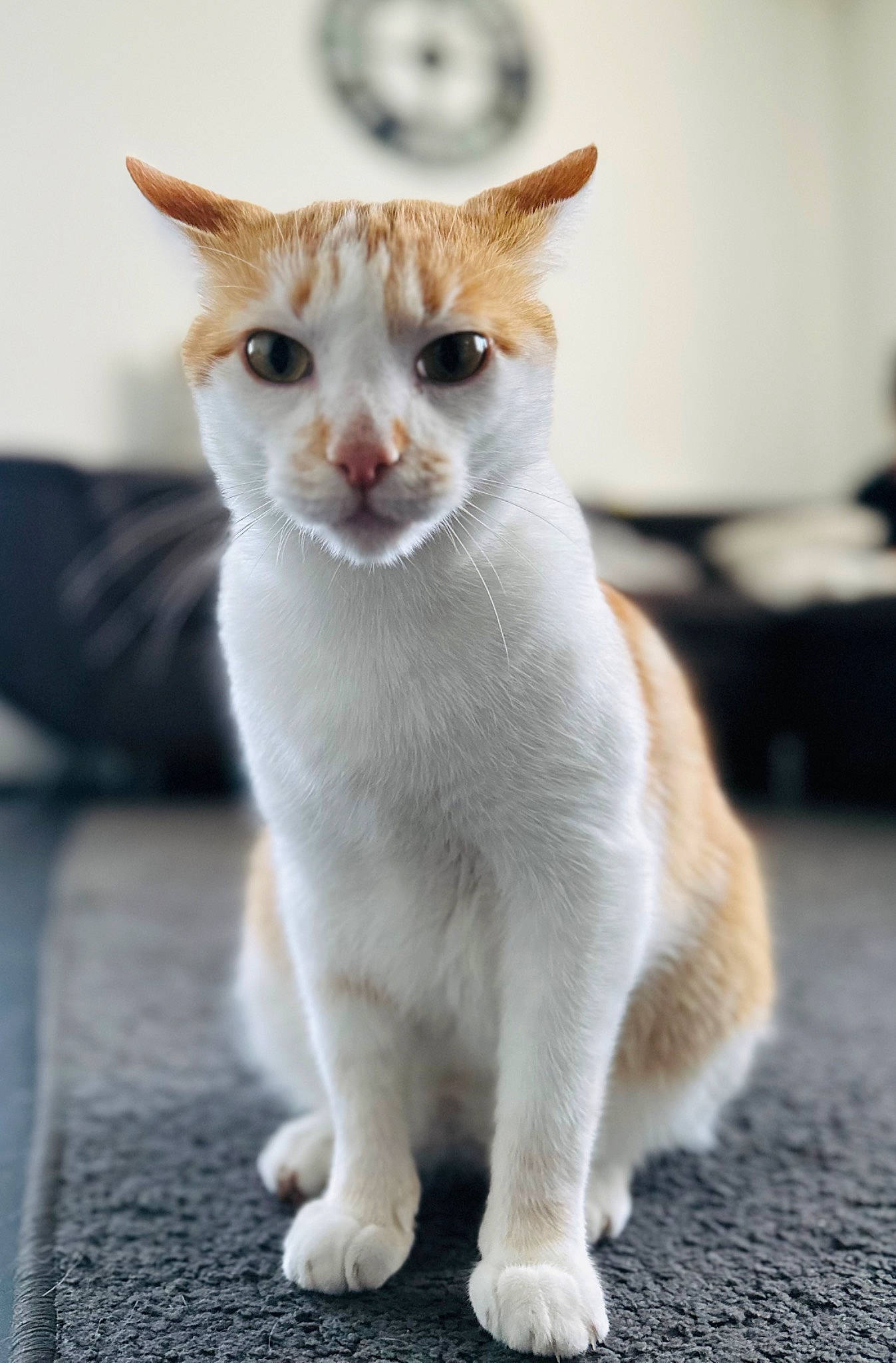 Pika participe au concours pour gagner de l'argent avec cette photo : carnivore, cat, claw, domestic_short_haired_cat, eye, eyelash, fawn, felidae, fur, paw, small_to_medium_sized_cats, snout, tail, terrestrial_animal, whiskers, window